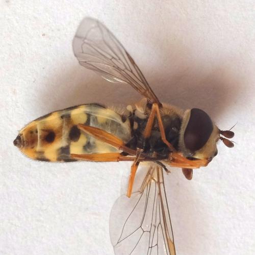 Réf. 304 314 : Eupeodes corollae